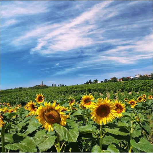 Summer Whites Mixed Case